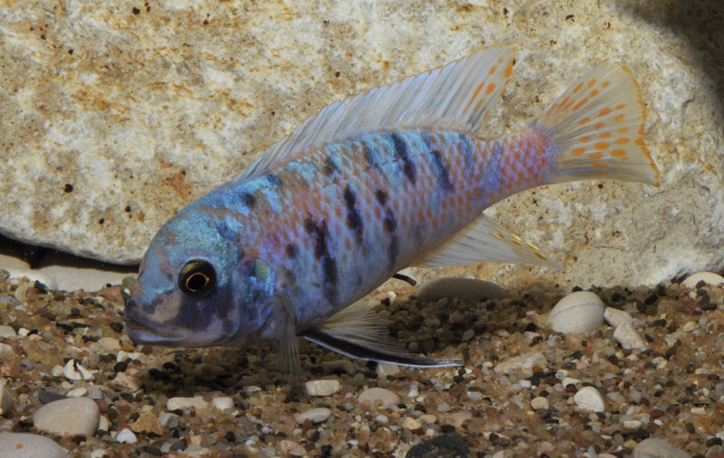 Maylandia zebra 'Chizumulu Island'